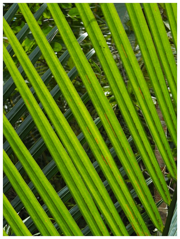 Nipa Leaves