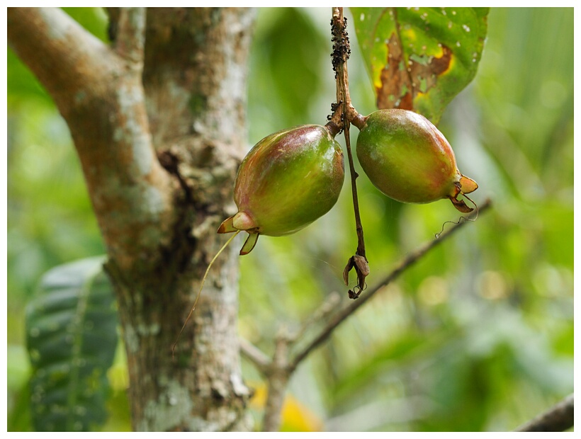 Guavas