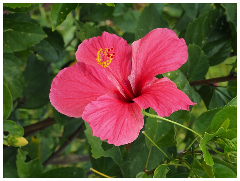Hibiscus