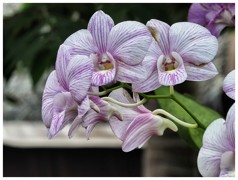 Orchids