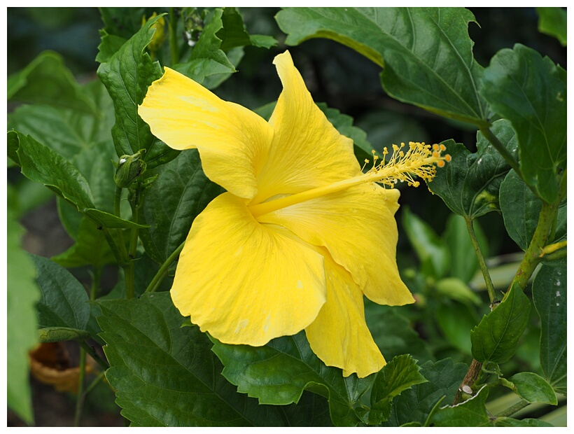 Yellow Hibiscus