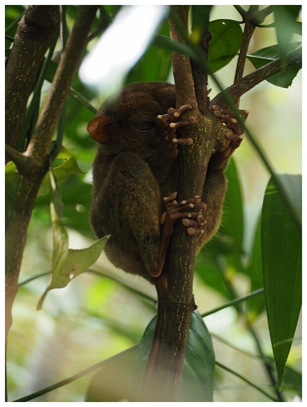 Philippine Tarsier Sanctuary