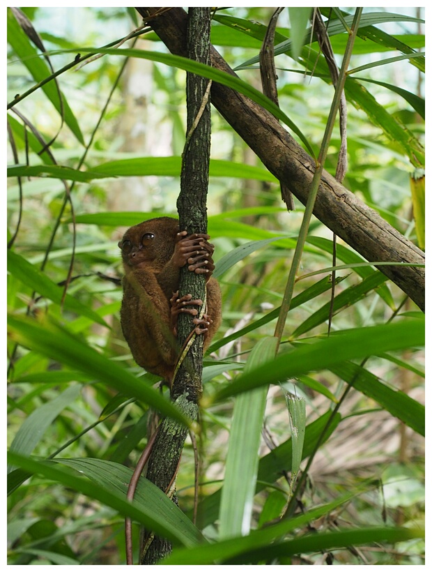 Tarsier