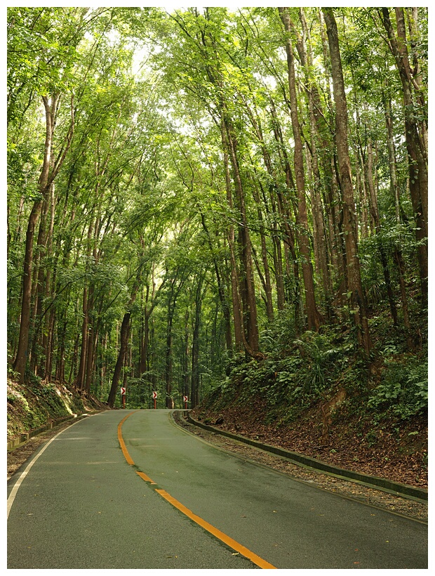 Mahogany Forest