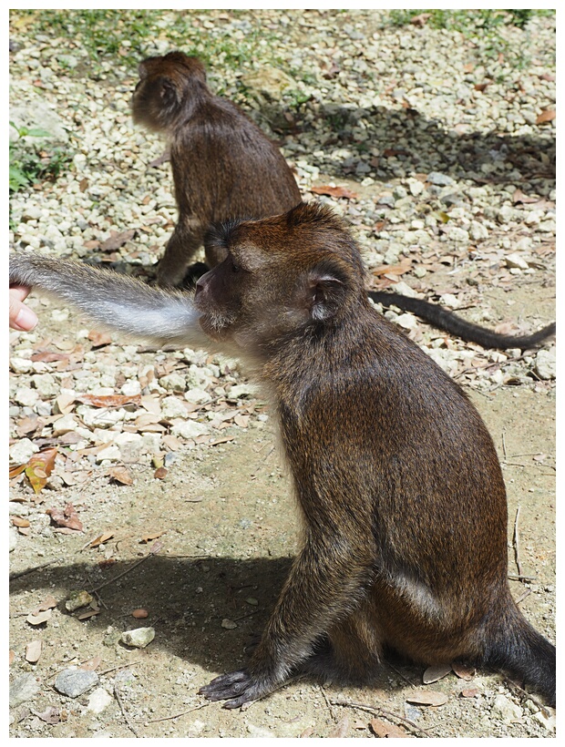 Rajah Sikatuna National Park