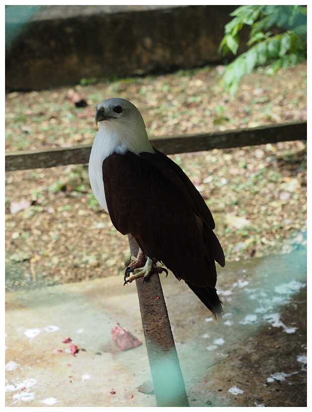 Rajah Sikatuna National Park