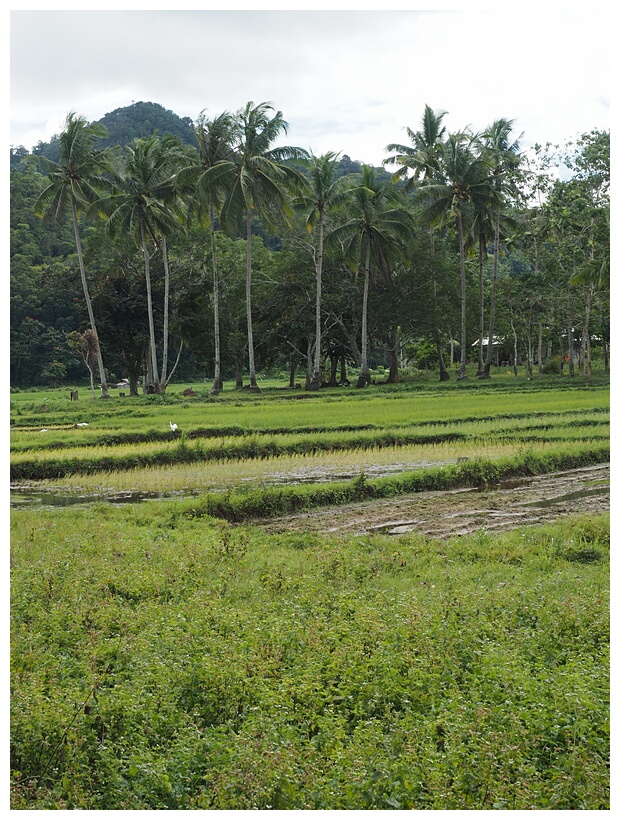 Rice Fields