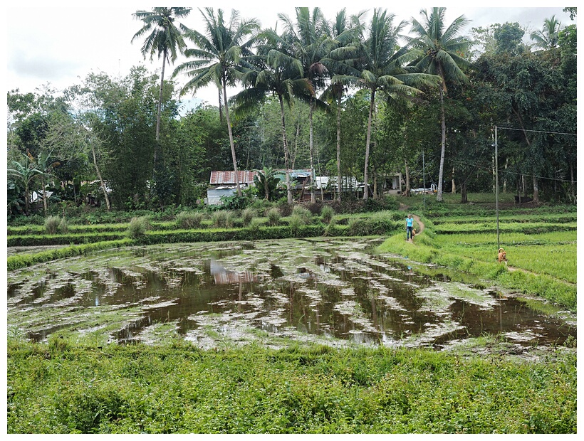 Rice Fields