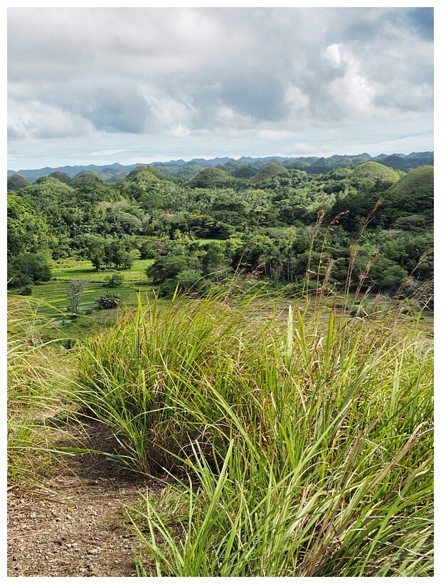 Chocolate Hills