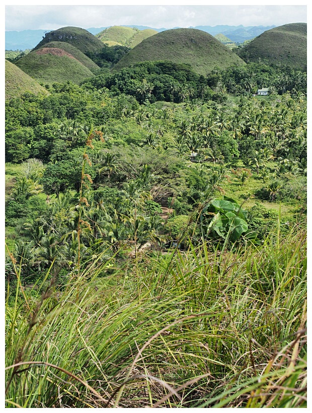 Chocolate Hills