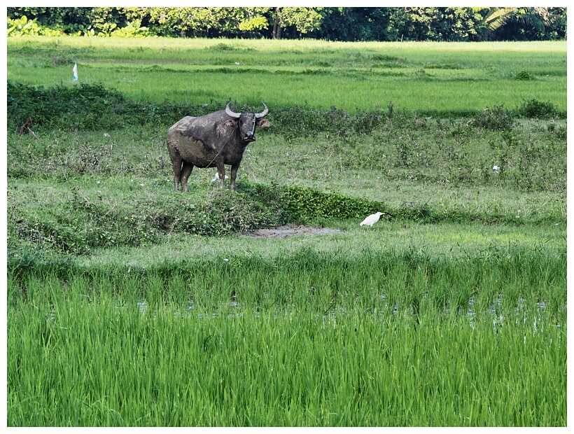 Bohol Landscape