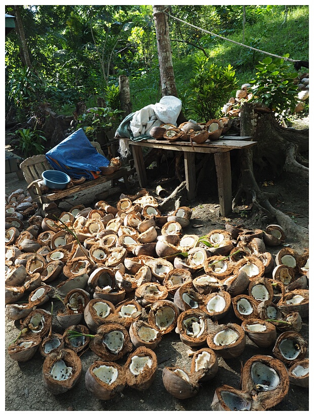 Coconut Shells