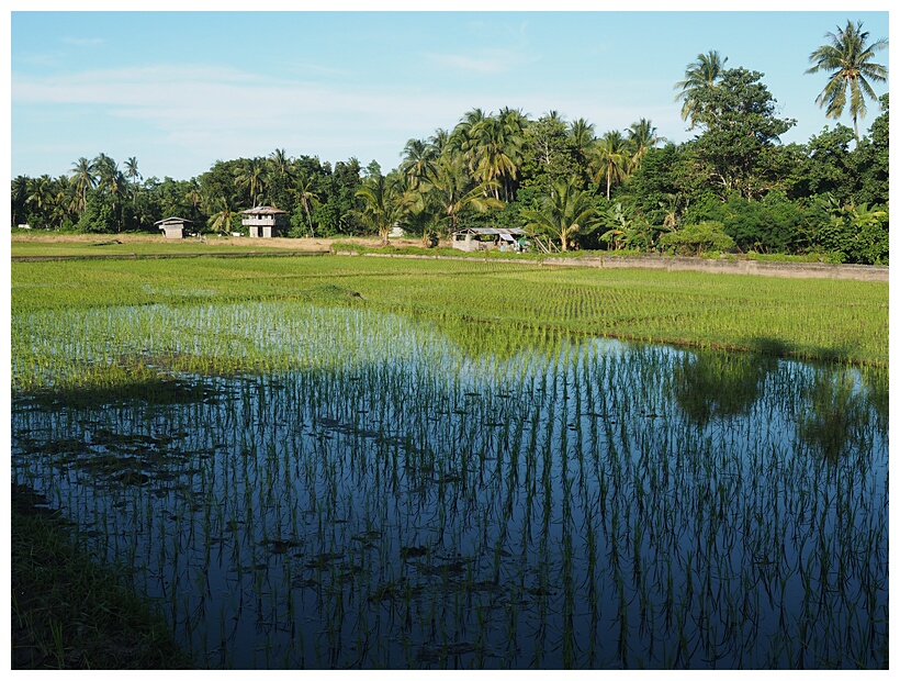 Rice Fields