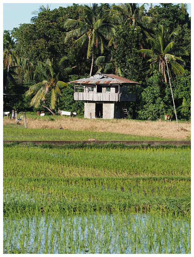 Rice Fields
