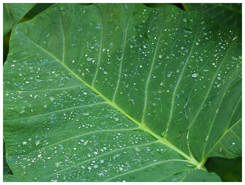 Dew Drops