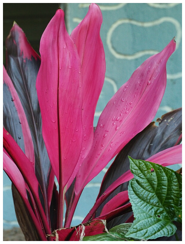 Red Leaves