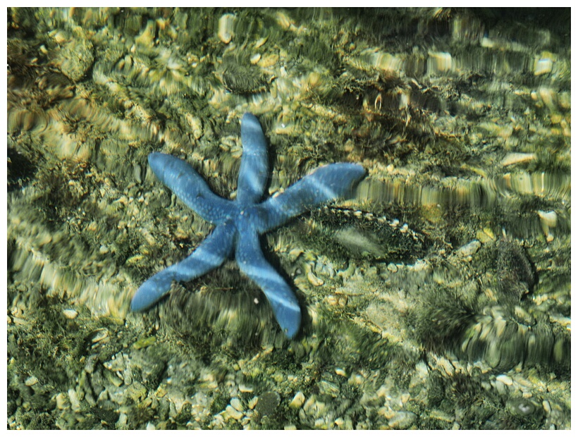 Starfish