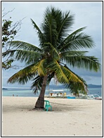 Palm Tree