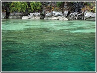 Coral Garden