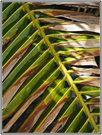 Palm Leaf