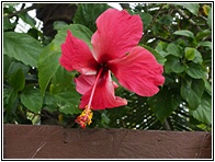 Hibiscus