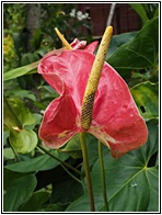 Anthurium