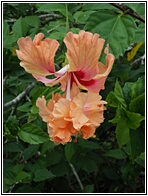 Hibiscus