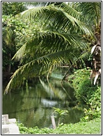 Nipa Palm
