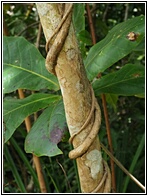 Tropical vegetation