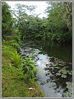 Loboc River Resort