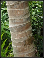 Coconut Tree