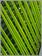 Nipa Leaves