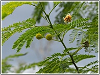 Tropical Plants