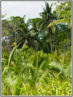Lush Vegetation