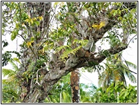 Jungle Vegetation