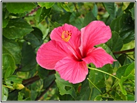 Pink Hibiscus