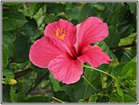 Hibiscus