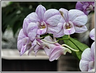 Orchids