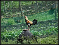 Rooster