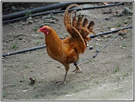 Rooster