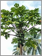 Papaya