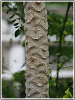 Papaya Trunk