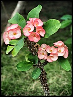 Euphorbia Milii 