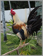 Rooster