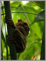 Tarsier