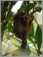 Philippine Tarsier Sanctuary