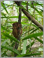 Tarsier