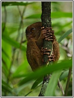 Tarsier
