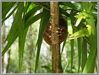 Tarsiers