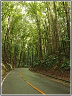 Mahogany Forest